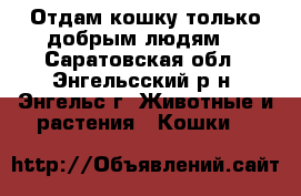 Отдам кошку только добрым людям  - Саратовская обл., Энгельсский р-н, Энгельс г. Животные и растения » Кошки   